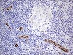 MEOX1 Antibody in Immunohistochemistry (Paraffin) (IHC (P))