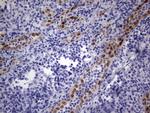 MEOX1 Antibody in Immunohistochemistry (Paraffin) (IHC (P))