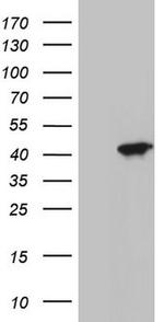 MEOX1 Antibody in Western Blot (WB)