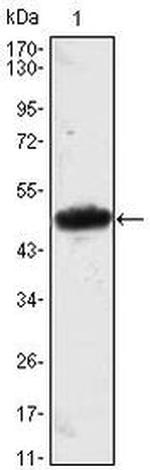 MESP1 Monoclonal Antibody (1A3)