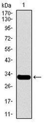 MESP2 Antibody in Western Blot (WB)