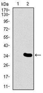 MESP2 Monoclonal Antibody (1B3F9)