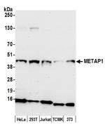 METAP1 Polyclonal Antibody