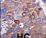 METTL7A Antibody in Immunohistochemistry (IHC)