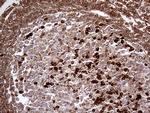 METTL7A Antibody in Immunohistochemistry (Paraffin) (IHC (P))