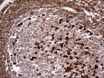 METTL7A Antibody in Immunohistochemistry (Paraffin) (IHC (P))