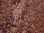 METTL7A Antibody in Immunohistochemistry (Paraffin) (IHC (P))
