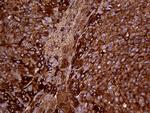 METTL7A Antibody in Immunohistochemistry (Paraffin) (IHC (P))