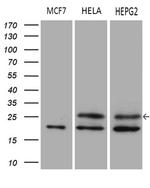 METTL7A Antibody in Western Blot (WB)