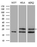 METTL7A Antibody in Western Blot (WB)