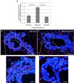 F4/80 Antibody in Immunohistochemistry (IHC)