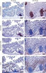 F4/80 Antibody in Immunohistochemistry (IHC)