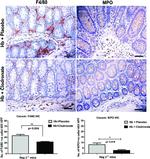 F4/80 Antibody in Immunohistochemistry (IHC)