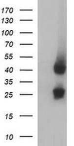 MFAP3 Antibody in Western Blot (WB)