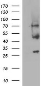 MFAP3 Antibody in Western Blot (WB)