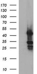 MFAP3 Antibody in Western Blot (WB)