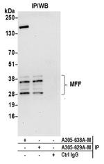 MFF Antibody in Western Blot (WB)