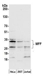 MFF Polyclonal Antibody