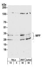 MFF Polyclonal Antibody