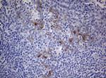 MFN1 Antibody in Immunohistochemistry (Paraffin) (IHC (P))