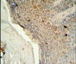 MFSD3 Antibody in Immunohistochemistry (IHC)