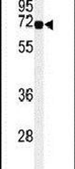 MFSD6 Antibody in Western Blot (WB)
