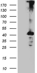 MGARP Antibody in Western Blot (WB)