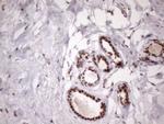 MGC12965 Antibody in Immunohistochemistry (Paraffin) (IHC (P))