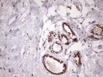 MGC12965 Antibody in Immunohistochemistry (Paraffin) (IHC (P))