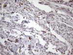 MGC12965 Antibody in Immunohistochemistry (Paraffin) (IHC (P))