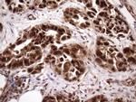 MGC12965 Antibody in Immunohistochemistry (Paraffin) (IHC (P))