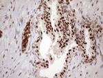 MGC12965 Antibody in Immunohistochemistry (Paraffin) (IHC (P))