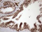 MGC12965 Antibody in Immunohistochemistry (Paraffin) (IHC (P))
