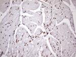 MGC12965 Antibody in Immunohistochemistry (Paraffin) (IHC (P))