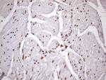 MGC12965 Antibody in Immunohistochemistry (Paraffin) (IHC (P))