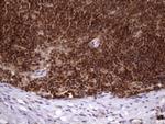 MGC12965 Antibody in Immunohistochemistry (Paraffin) (IHC (P))