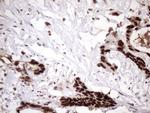 MGC12965 Antibody in Immunohistochemistry (Paraffin) (IHC (P))