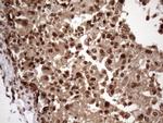 MGC12965 Antibody in Immunohistochemistry (Paraffin) (IHC (P))