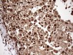 MGC12965 Antibody in Immunohistochemistry (Paraffin) (IHC (P))