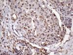 MGC12965 Antibody in Immunohistochemistry (Paraffin) (IHC (P))