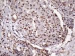 MGC12965 Antibody in Immunohistochemistry (Paraffin) (IHC (P))