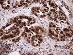 MGC12965 Antibody in Immunohistochemistry (Paraffin) (IHC (P))