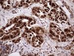 MGC12965 Antibody in Immunohistochemistry (Paraffin) (IHC (P))