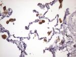 MGC12965 Antibody in Immunohistochemistry (Paraffin) (IHC (P))