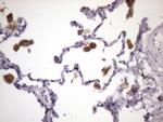 MGC12965 Antibody in Immunohistochemistry (Paraffin) (IHC (P))
