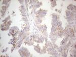 MGC12965 Antibody in Immunohistochemistry (Paraffin) (IHC (P))