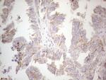 MGC12965 Antibody in Immunohistochemistry (Paraffin) (IHC (P))