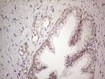 MGC12965 Antibody in Immunohistochemistry (Paraffin) (IHC (P))
