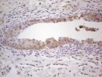 MGC12965 Antibody in Immunohistochemistry (Paraffin) (IHC (P))