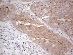 MGC12965 Antibody in Immunohistochemistry (Paraffin) (IHC (P))